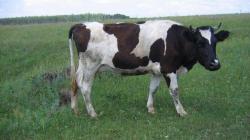 Разведение коров как бизнес Что нужно для разведения скота